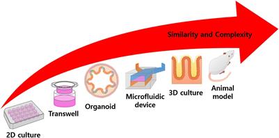 In vitro Models of the Small Intestine for Studying Intestinal Diseases